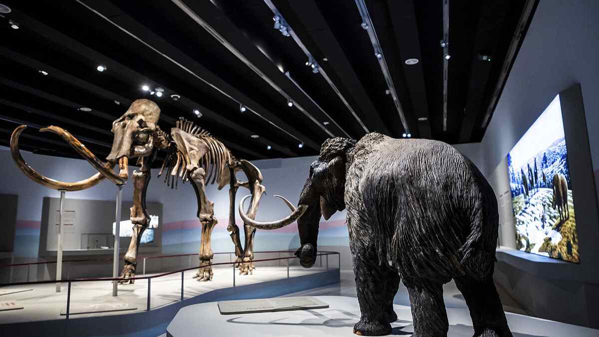 Así es el mamut lanudo cuyo ADN conservado podría resucitar especies extinguidas