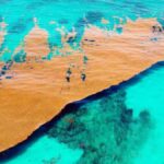 Ni toca tierra ni deja de moverse: el extraño mar en medio del Atlántico que no tiene costa y guarda un tesoro ecológico