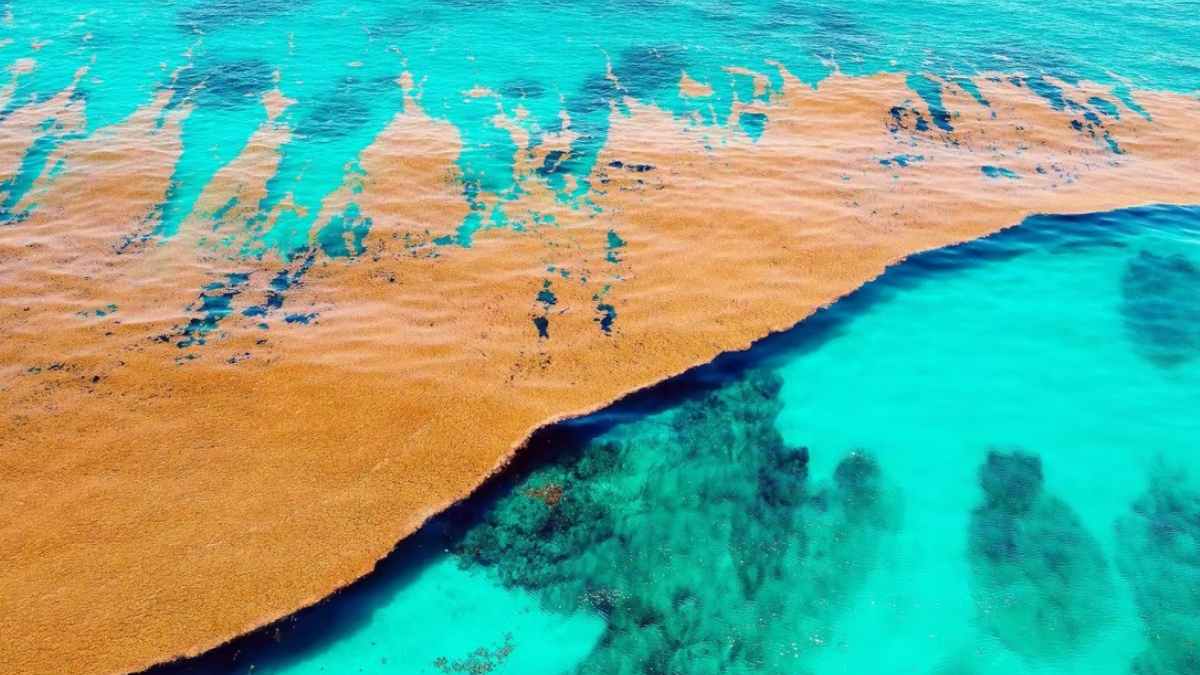 Ni toca tierra ni deja de moverse: el extraño mar en medio del Atlántico que no tiene costa y guarda un tesoro ecológico