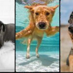 Cane corso, labrador retriever y pastor alemán, las tres mejores razas de perros para familias según un adiestrador.