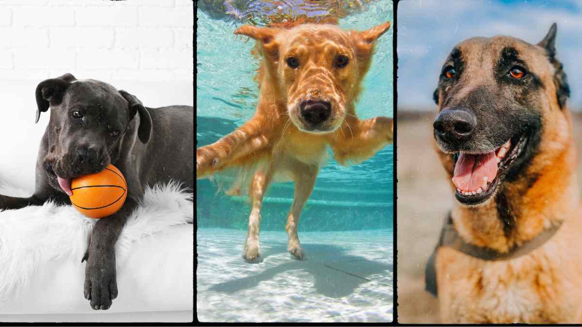 Un adiestrador profesional señala cuál es la raza de perro que él elegiría siempre como la más adecuada para cualquier hogar