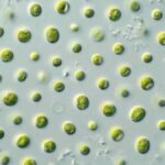 microalgas Skeletonema marinoi revividas tras 7 000 años en los sedimentos del mar Báltico.