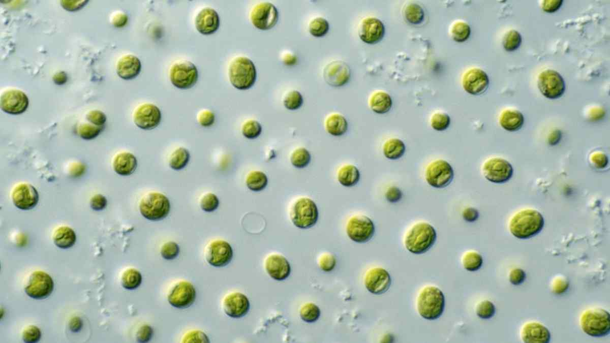 microalgas Skeletonema marinoi revividas tras 7 000 años en los sedimentos del mar Báltico.