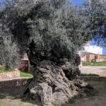 ALT: Olivo de Vouves en Creta, el árbol de aceitunas más antiguo del mundo con unos 4000 años, tronco retorcido y copa frondosa.