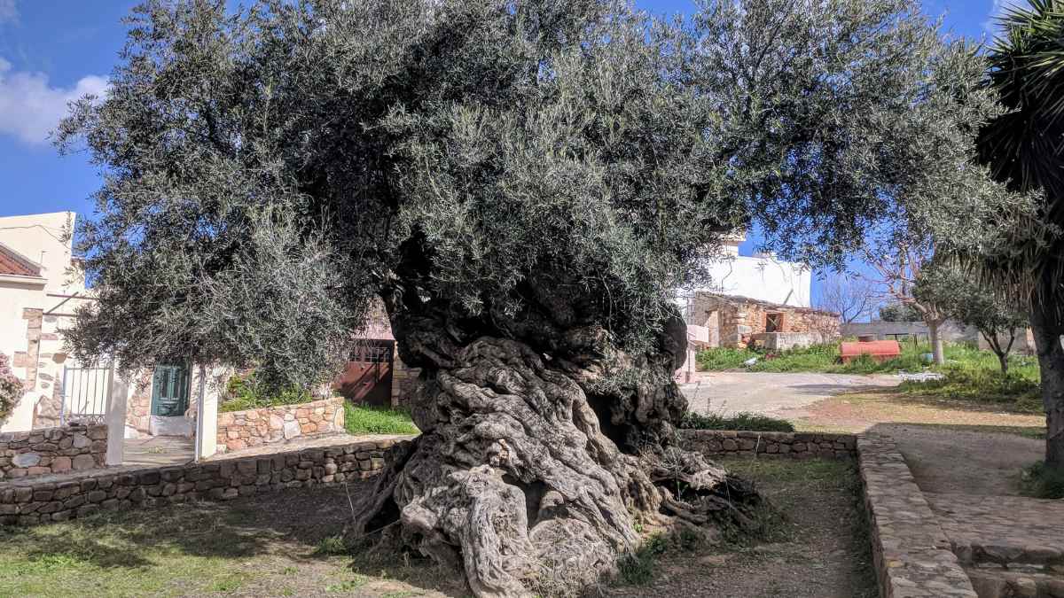 Descubren que el olivo más antiguo del mundo tiene unos 4.000 años y aún produce aceitunas cada temporada
