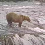 Un salto que deja sin palabras a las cámaras: un oso pardo se zambulle desde las cataratas Brooks ante la mirada de todo Katmai