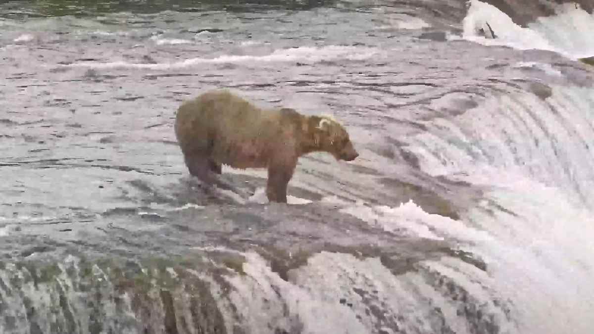 Un salto que deja sin palabras a las cámaras: un oso pardo se zambulle desde las cataratas Brooks ante la mirada de todo Katmai