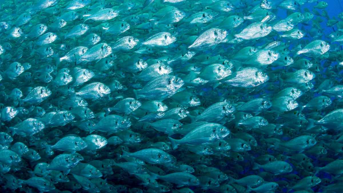banco de peces nadando en formación escalera vertical que optimiza energía, según nueva investigación 3D.