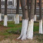 troncos de árboles urbanos pintados de blanco para proteger la corteza, regular la temperatura y evitar plagas.