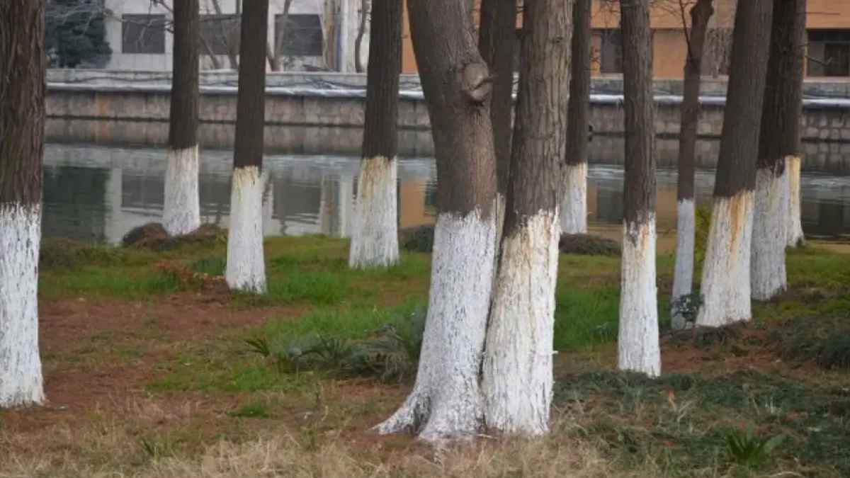 ¿Por qué se pintan de blanco los troncos de los árboles y qué beneficios aporta?
