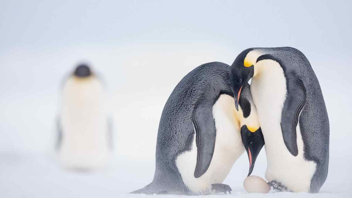 Dos pingüinos emperador protegen su único huevo sobre el hielo antártico, ejemplo de reproducción bajo cero e incubación invernal.