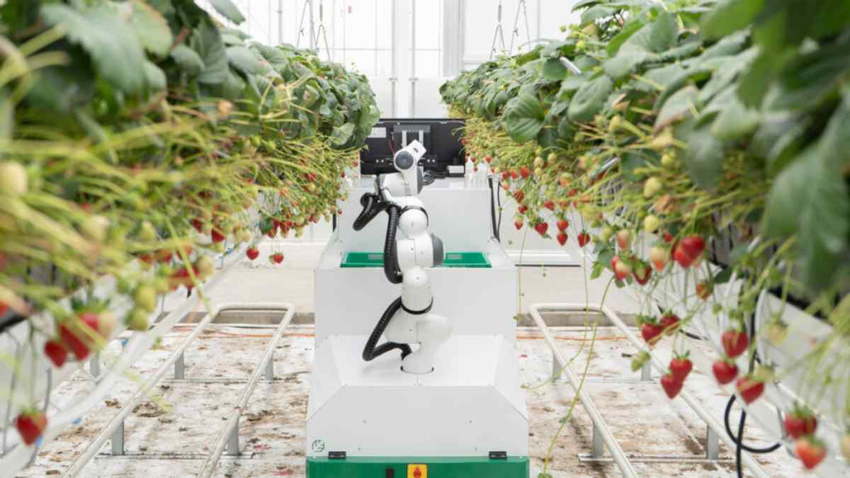 Robots recolectores de fresas: la granja de Tiptree ensaya la cosecha del futuro