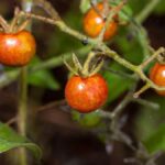 Tomates silvestres Solanum cheesmaniae en las Islas Galápagos, evidencia de evolución inversa tras recuperar alcaloides ancestrales.