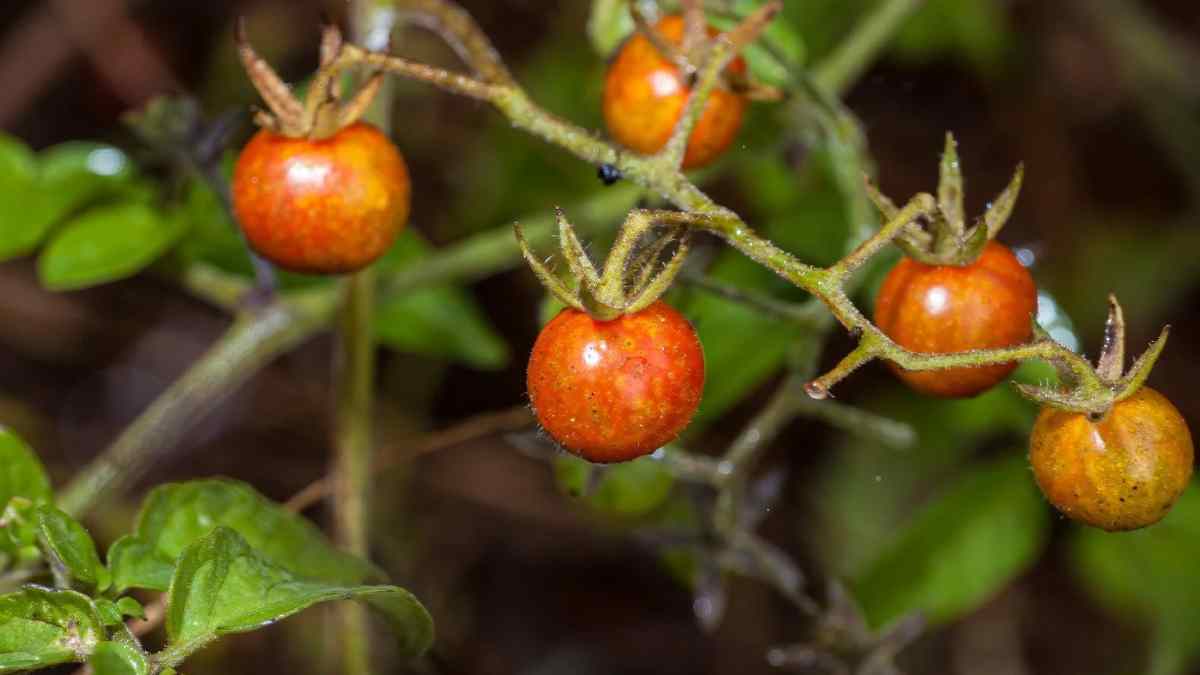 Tomates silvestres Solanum cheesmaniae en las Islas Galápagos, evidencia de evolución inversa tras recuperar alcaloides ancestrales.