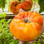 Tomates más dulces conseguidos mediante modificación genética sin perder tamaño ni producción