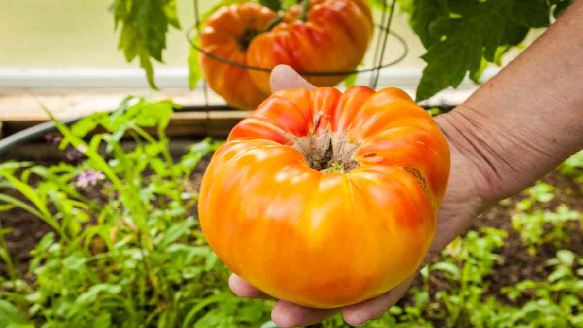 Tomates más dulces conseguidos mediante modificación genética sin perder tamaño ni producción