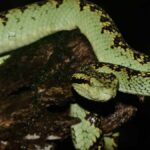 Víbora verde de barras rojas (Trimeresurus erythrochloris) recién descubierta en Tailandia, enroscada sobre rama, con escamas verde brillante y manchas oscuras.