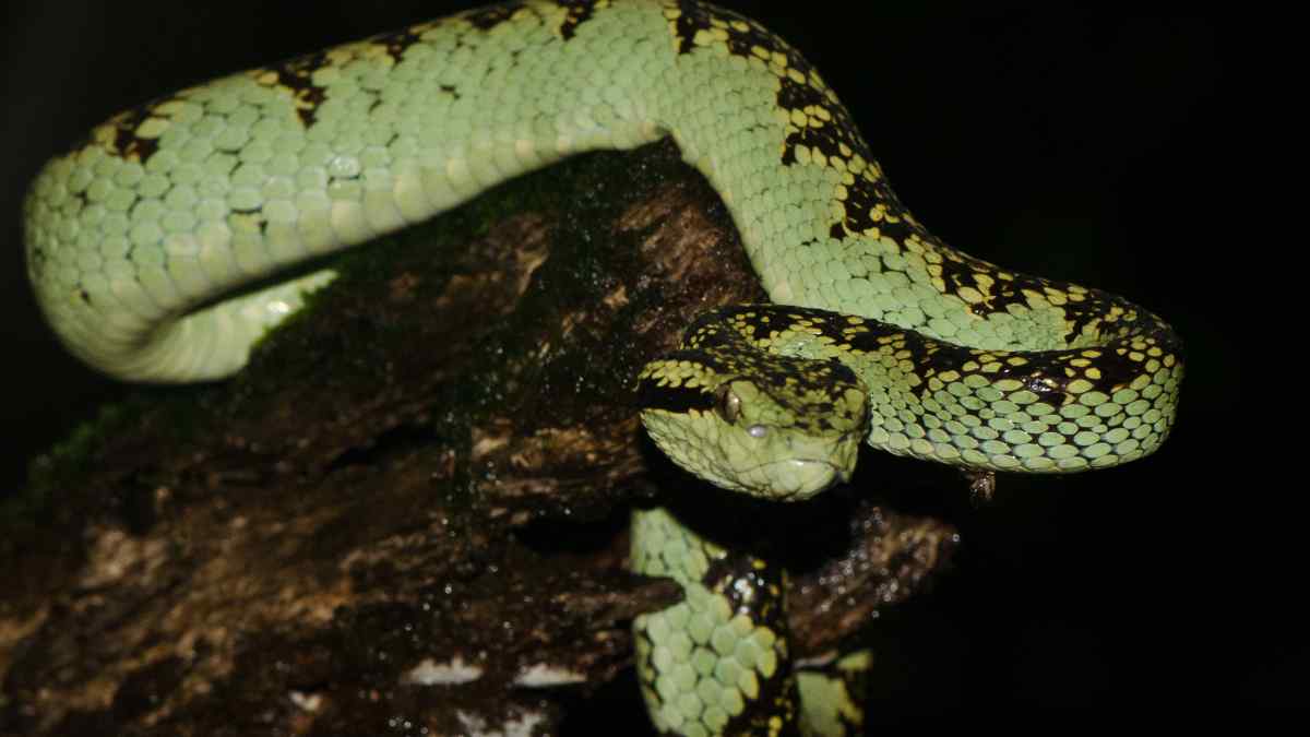 Descubren en Tailandia una nueva especie de víbora con colores brillantes y genitales cubiertos de espinas