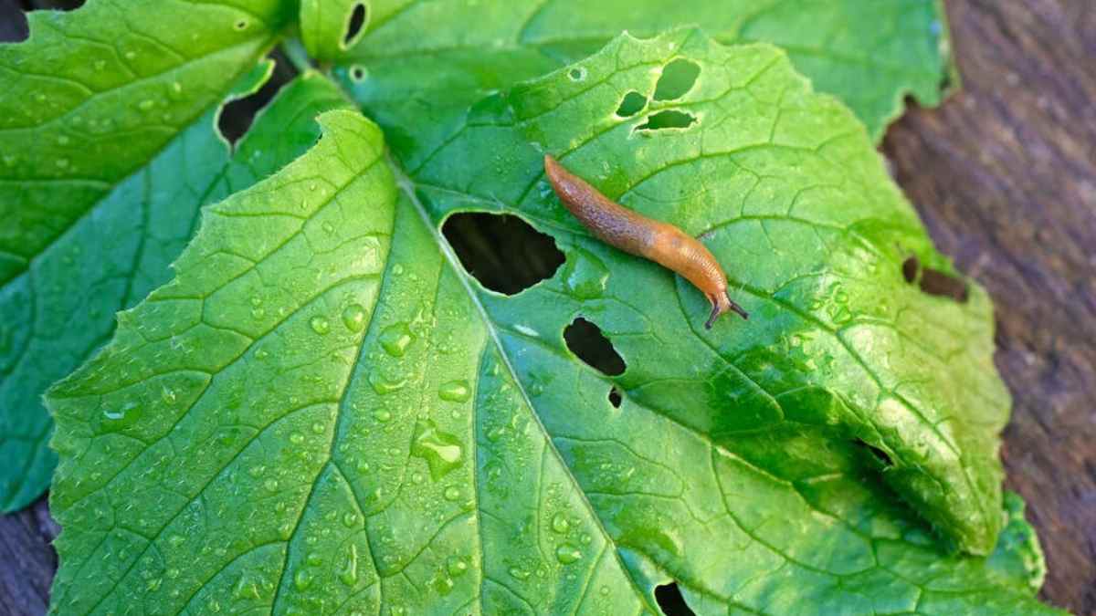 Babosa sobre hoja verde perforada; daño foliar que activa las defensas químicas de la planta pese a no tener cerebro ni nervios.