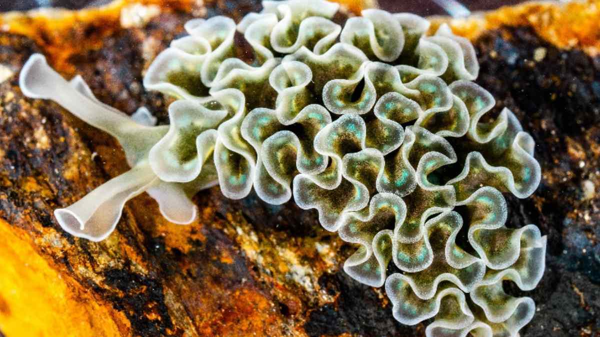 Babosa marina Elysia crispata absorbiendo luz solar gracias a cloroplastos robados, estudio de Harvard sobre kleptosomas.