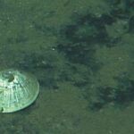 Lapa Bathylepeta wadatsumi sobre el fondo marino a 6.000 metros de profundidad frente a la costa de Japón.