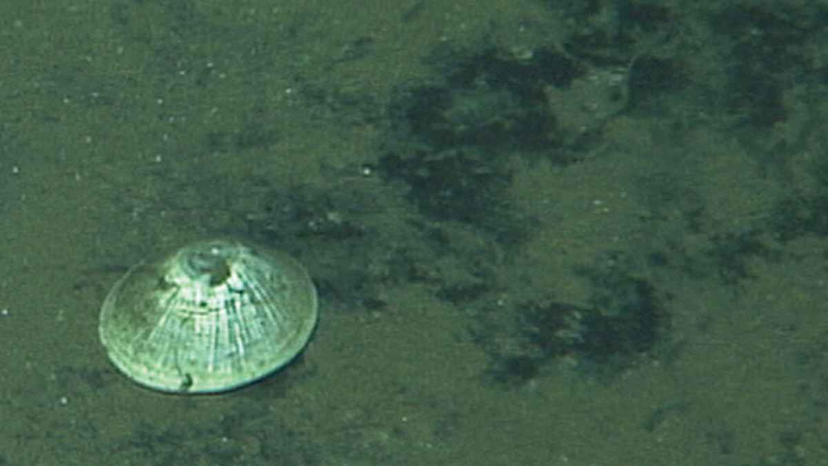 Lapa Bathylepeta wadatsumi sobre el fondo marino a 6.000 metros de profundidad frente a la costa de Japón.