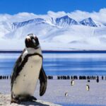 La caca de pingüino que enfría la Antártida: el amoníaco del guano dispara la formación de nubes