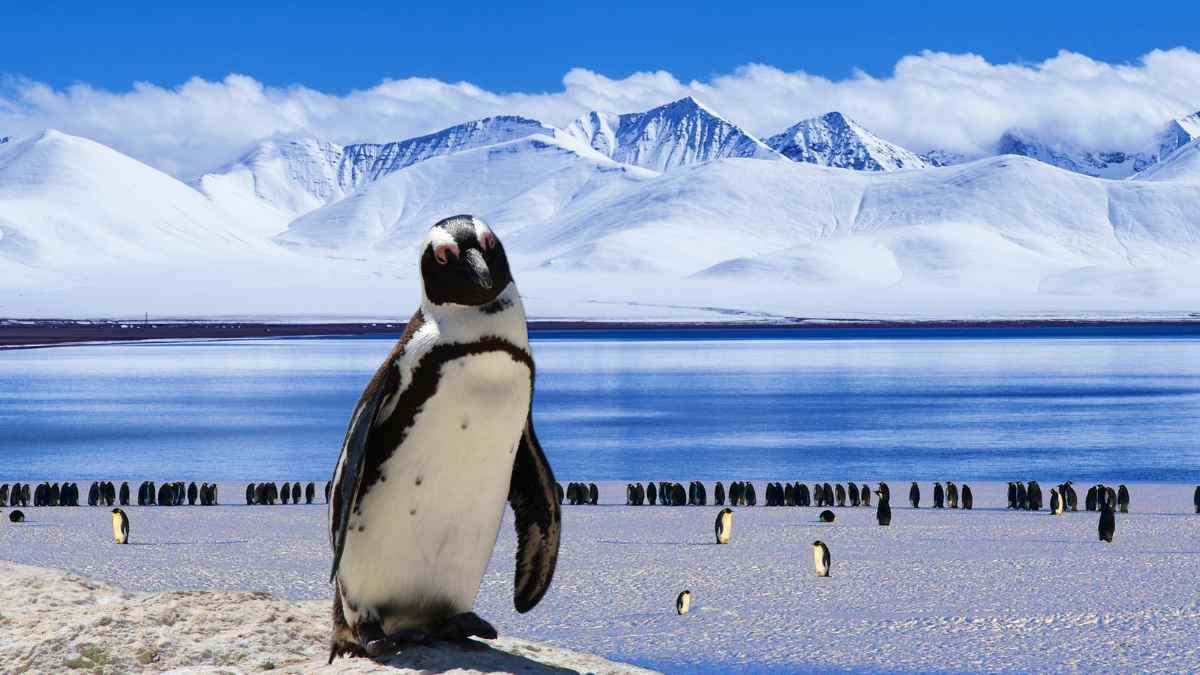 La caca de pingüino que enfría la Antártida: el amoníaco del guano dispara la formación de nubes