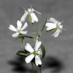 Silene stenophylla revivida tras 32.000 años congelada en el permafrost siberiano.