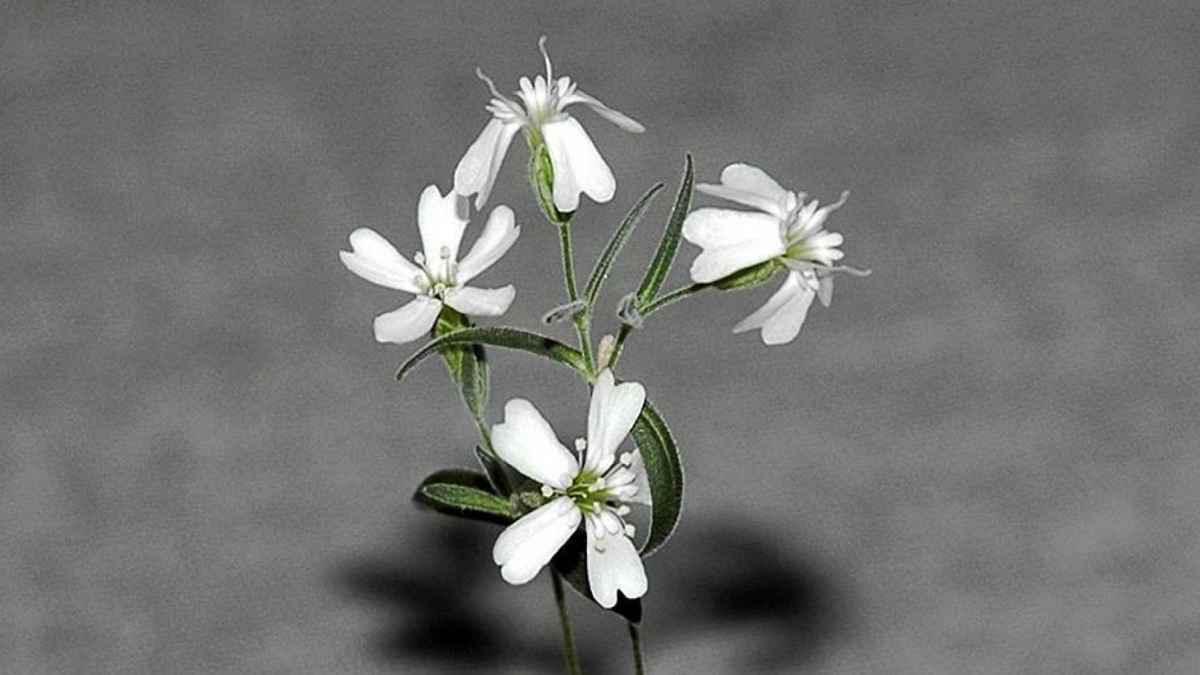 Silene stenophylla revivida tras 32.000 años congelada en el permafrost siberiano.