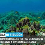Científicos encuentran un coral monumental del tamaño de una catedral que lleva creciendo desde la época de Napoleón