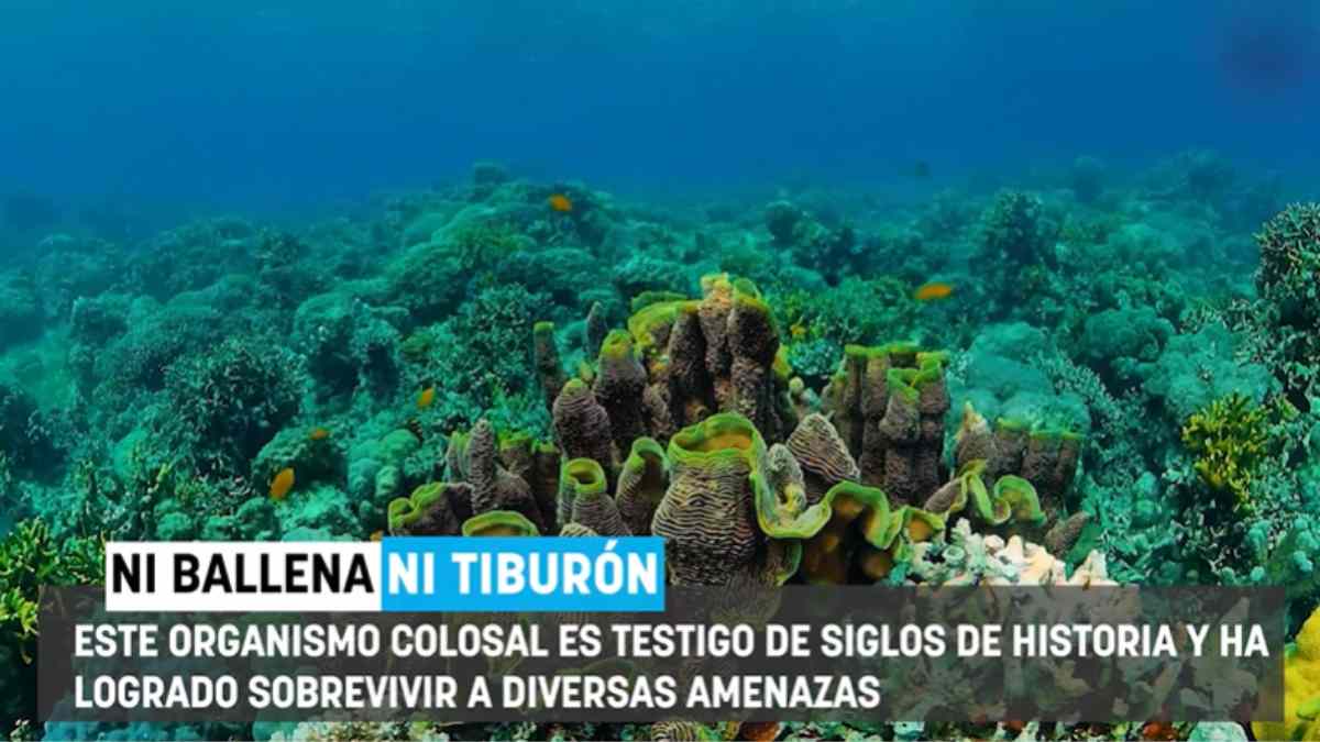 Científicos encuentran un coral monumental del tamaño de una catedral que lleva creciendo desde la época de Napoleón