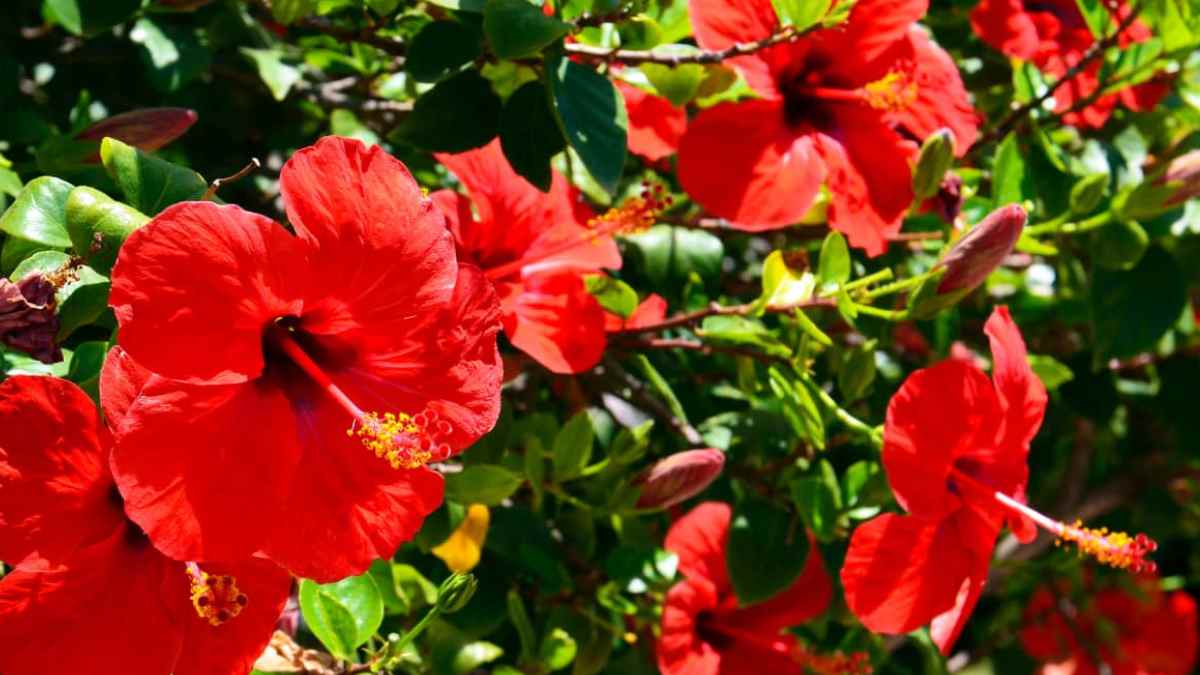 Flores rojas de hibisco, planta tropical que soporta el calor extremo y florece todo el verano.