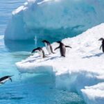 Pingüinos en la Antártida Oriental sobre una plataforma de hielo que ha aumentado su masa.