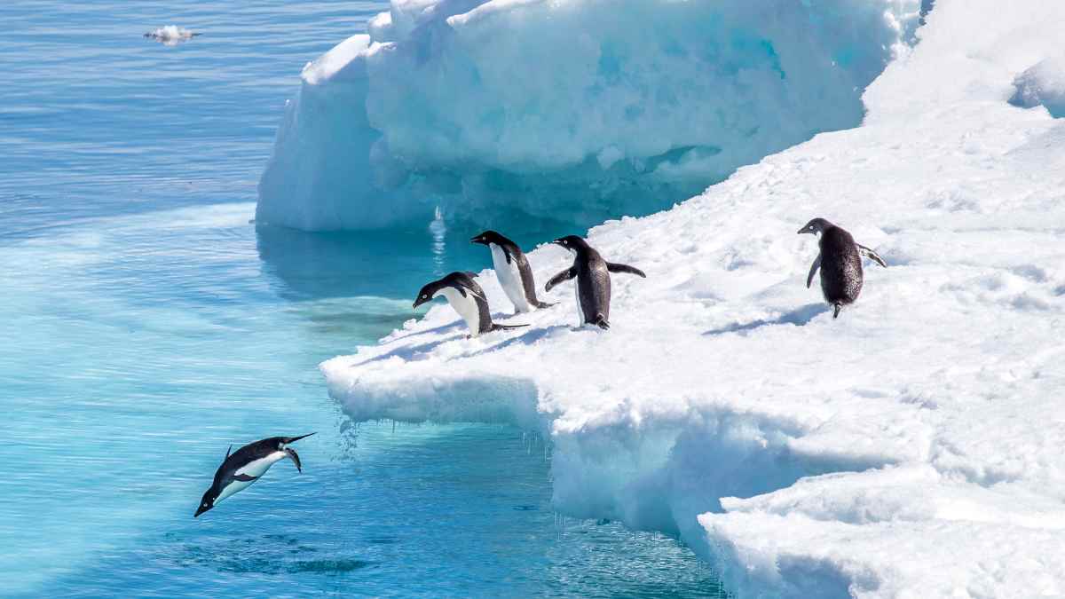 Pingüinos en la Antártida Oriental sobre una plataforma de hielo que ha aumentado su masa.