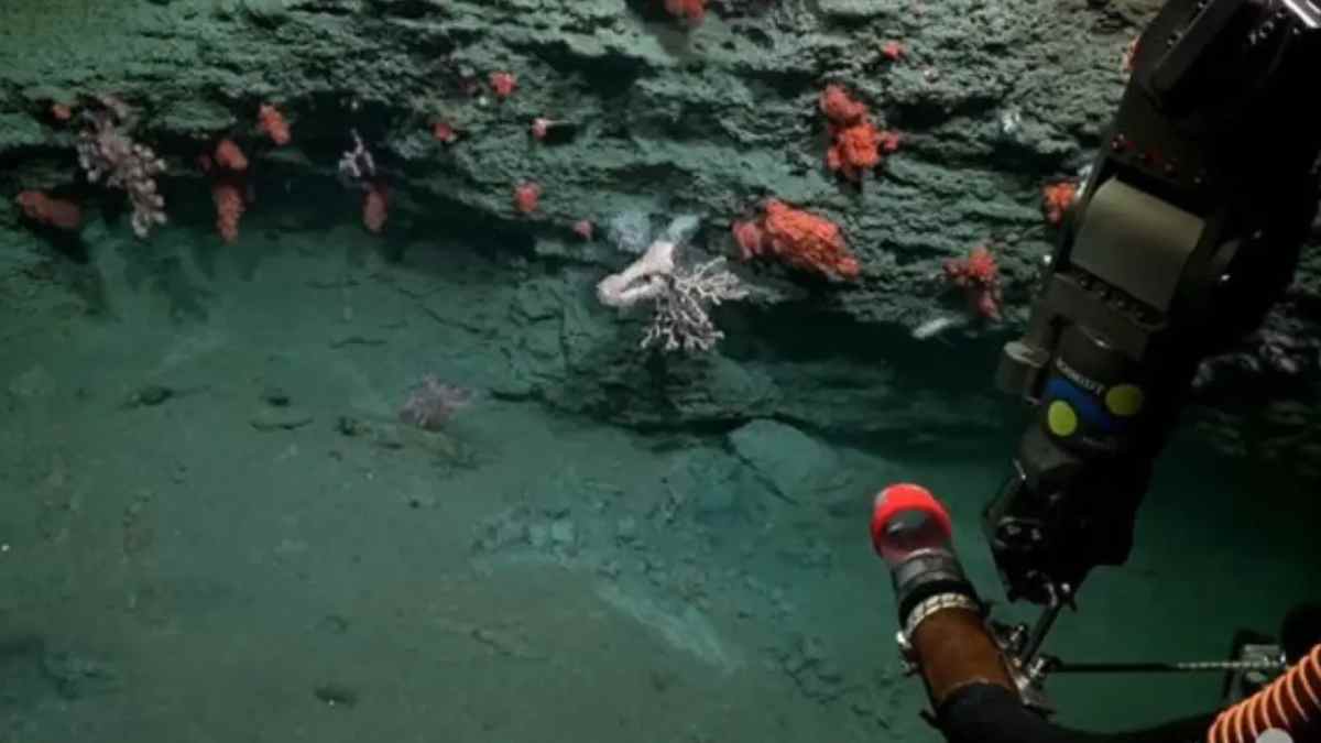 Brazo de robot submarino recoge coral de aguas frías en el Cañón de Mar del Plata a 3.900 metros de profundidad.