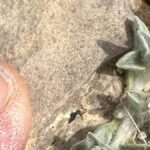 Nueva planta Ovicula biradiata (diablillo lanudo) descubierta en Big Bend, EE.UU.