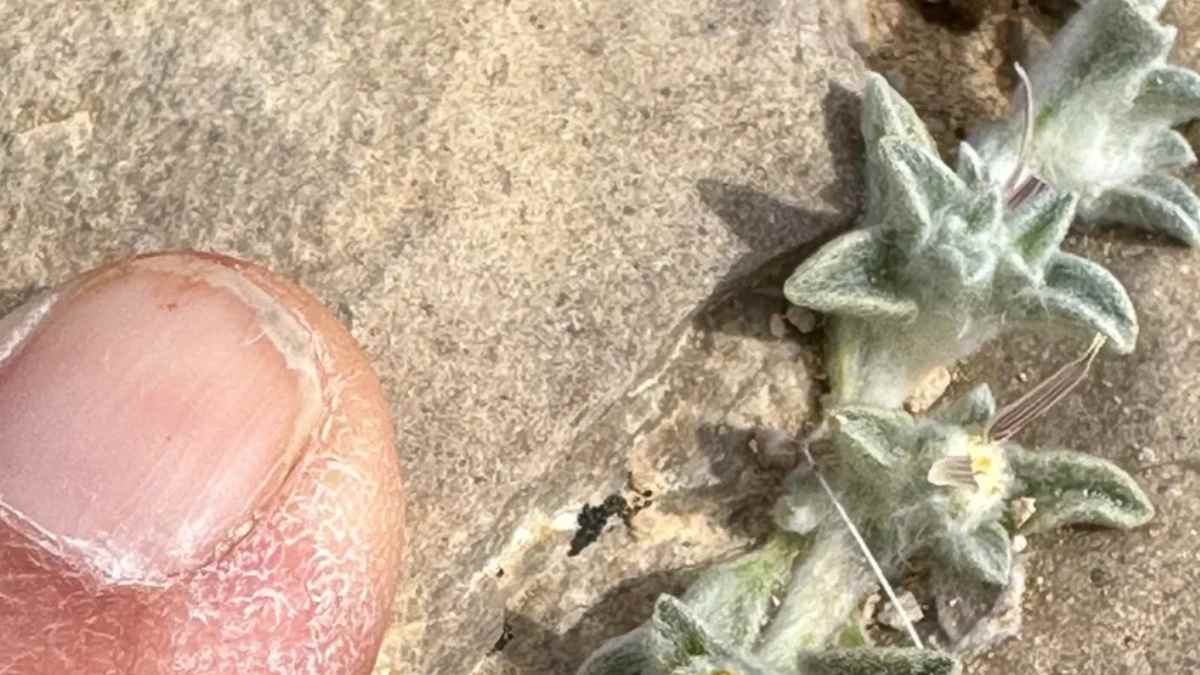 Nueva planta Ovicula biradiata (diablillo lanudo) descubierta en Big Bend, EE.UU.