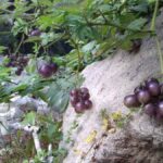 Frutos morados de una planta de patata silvestre, evidencia del origen híbrido con tomates prehistóricos.