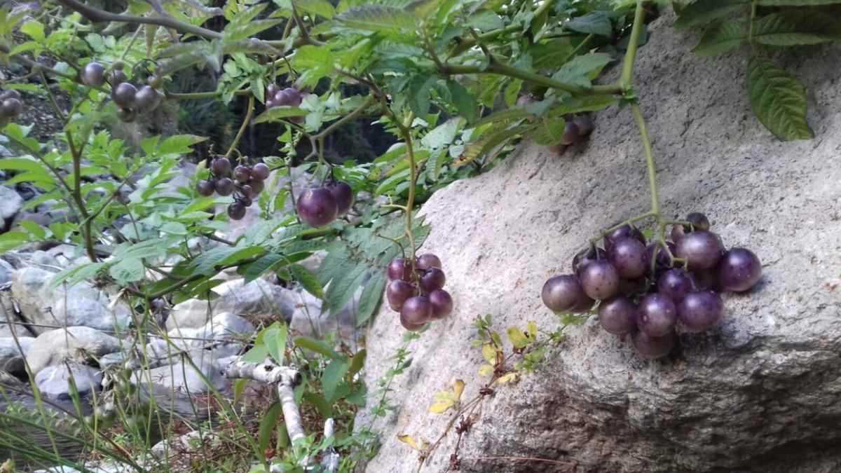 Frutos morados de una planta de patata silvestre, evidencia del origen híbrido con tomates prehistóricos.