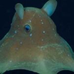 Pulpo Dumbo rosado observado a 3.781 m en el Cañón Submarino de Mar del Plata.