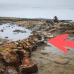 Restos de ballena milenaria expuestos tras la fractura del glaciar ártico Wilczek en Franz Josef Land.