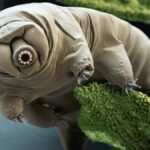 Tardígrado microscópico sobre musgo, el animal más resistente que sobrevive al vacío del espacio.
