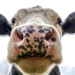 Vaca mirando fijamente a cámara, en referencia al experimento evolutivo de las vacas abandonadas en una isla hostil