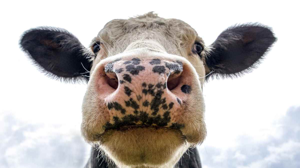 Vaca mirando fijamente a cámara, en referencia al experimento evolutivo de las vacas abandonadas en una isla hostil