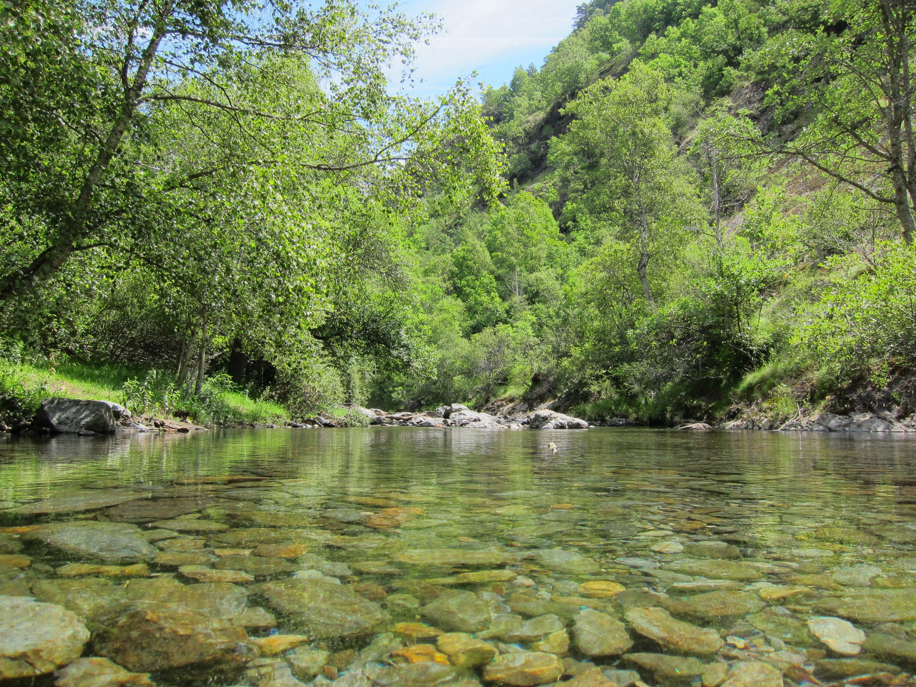 Bosque con un río. Archivo.