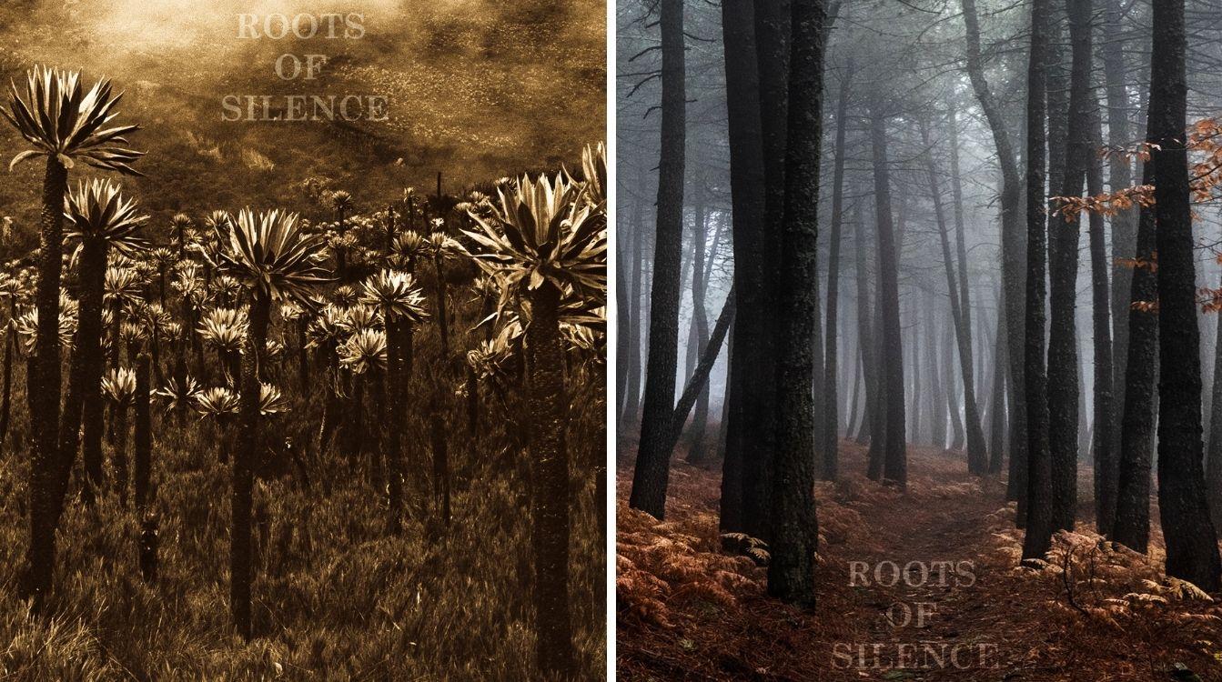 La fotógrafa Camila Orozco nos muestra su obra de bosques vivos ROOTS OF SILENCE en el barrio de las Letras de Madrid