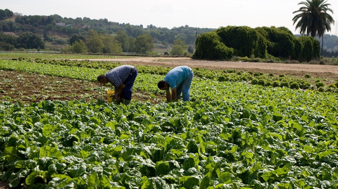 Un estudio del Observatorio Social de ”la Caixa” vincula inmigración y rejuvenecimiento de la España rural