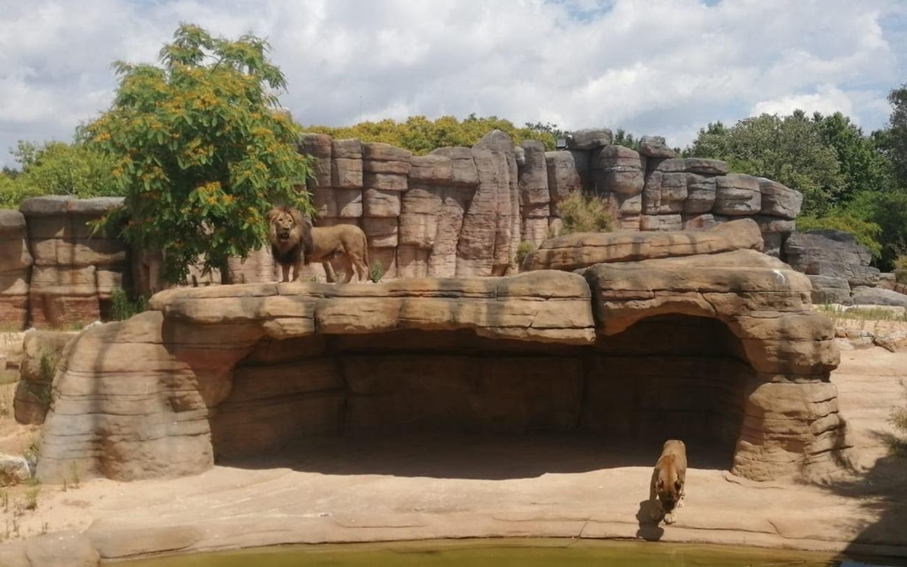 Leones en el zoo de Barcelona