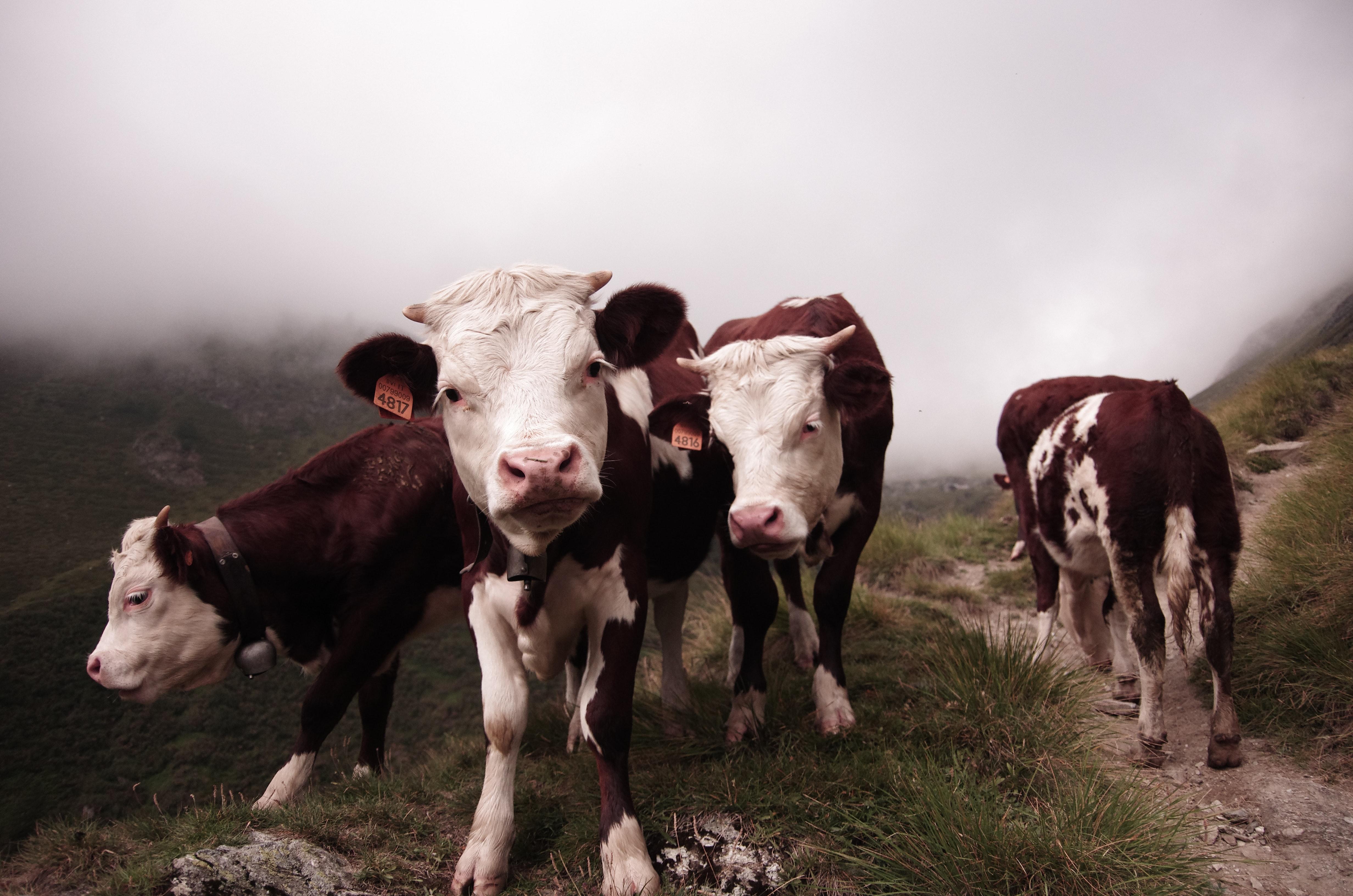 Vacas. Daniel Leone para Unsplash